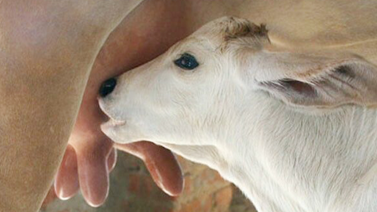 breastfeeding-the-anatomy-and-physiology-behind-milk-production